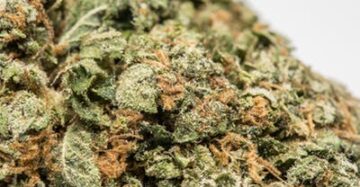 Bruce Banner Marijuana Strain