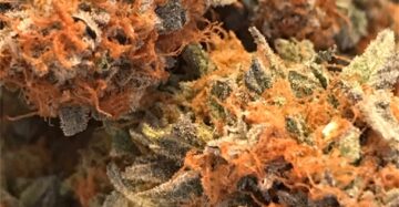 Cannatonic Marijuana Strain