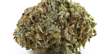 Darth Vader – Indica