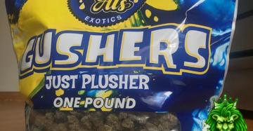 Gushers & Blue Sherbet