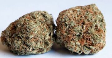 Mango Kush Marijuana Strain