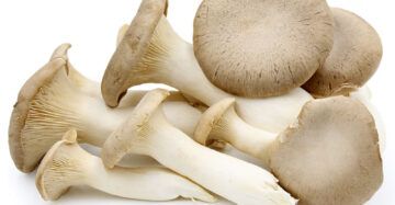 Organic Trumpet Royale Mushrooms