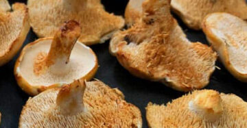 Hedgehog Mushroom