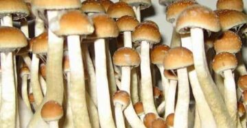 Golden Teacher Mushrooms