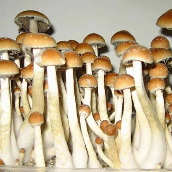 Golden Teacher Mushrooms