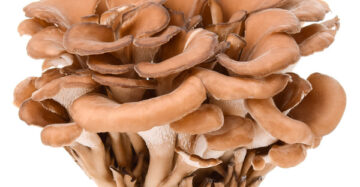 Organic Maitake (Hen of the Woods) Mushrooms