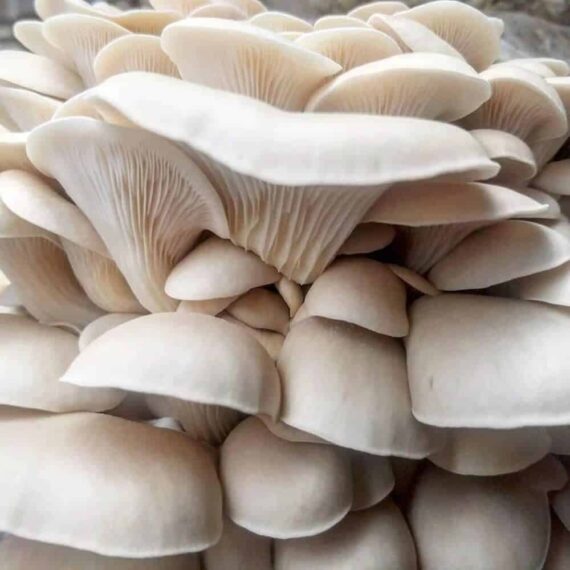 Pearl Oyster Mushroom Spawn (Pleurotus ostreatus)