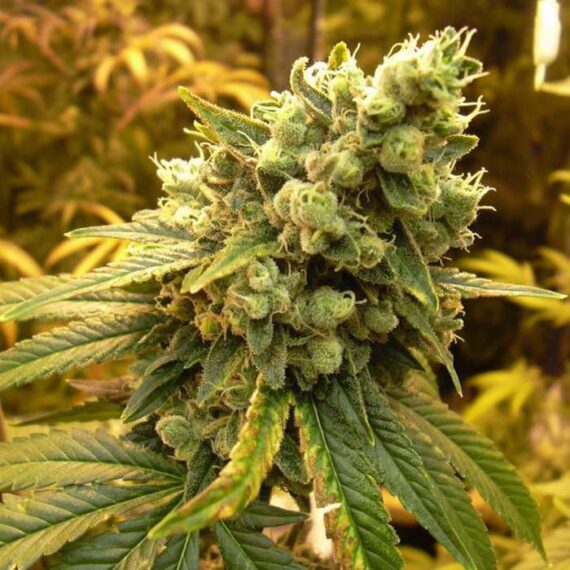 SOUR DIESEL MARIJUANA STRAIN