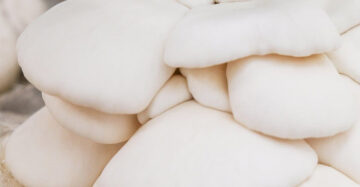 Snow White Oyster Mushroom Spawn (Pleurotus ostreatus)