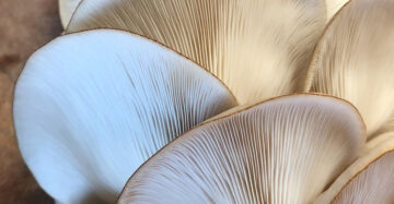 Warm White Oyster Mushroom Spawn (Pleurotus ostreatus)